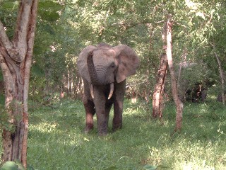 Elephants